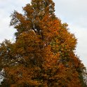 Acer campestre automne